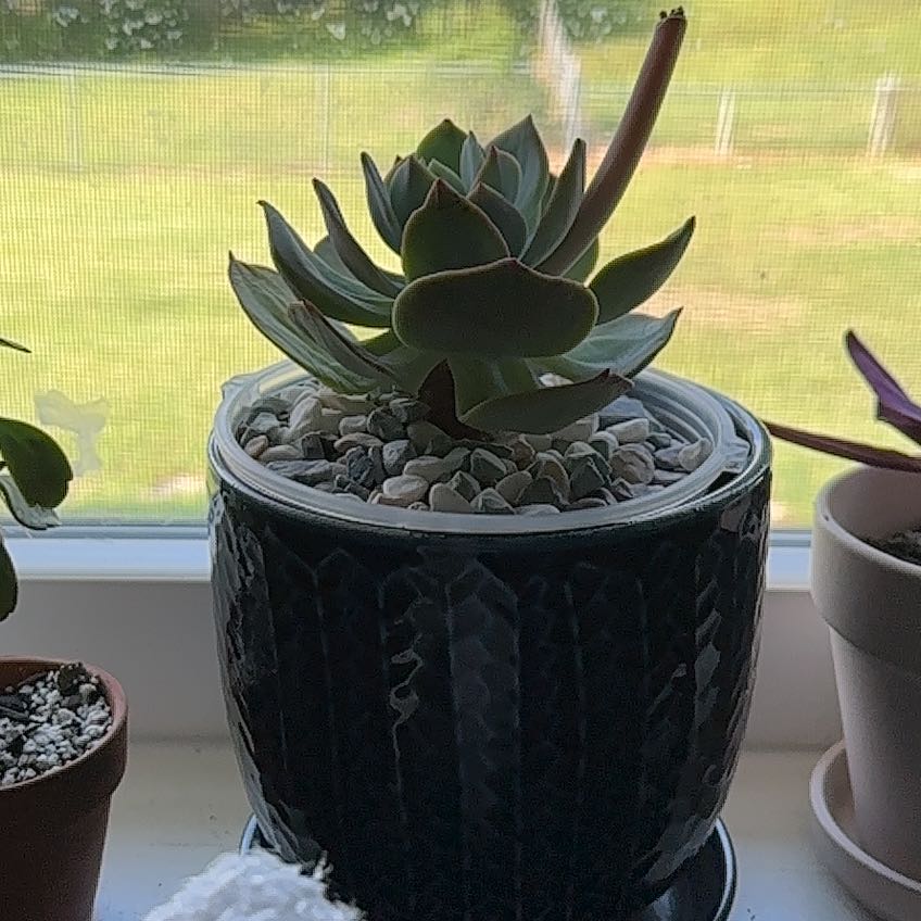 Photo of the plant species Peach Pride Echeveria by @VastAthelpine named Peach Pride on Greg, the plant care app