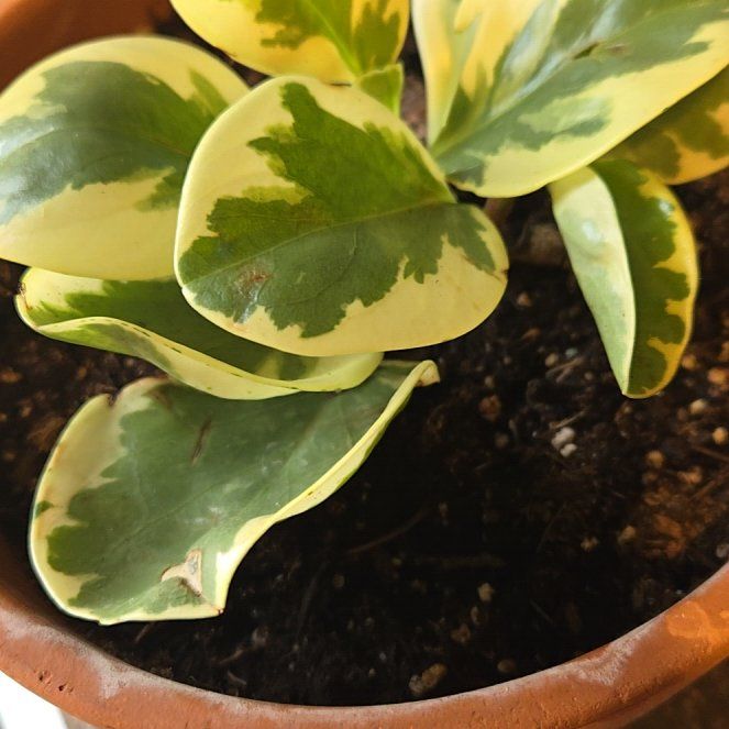 Photo of the plant species Gasteraloe 'Apollo' by @PreciseOgreears named Sigmund on Greg, the plant care app