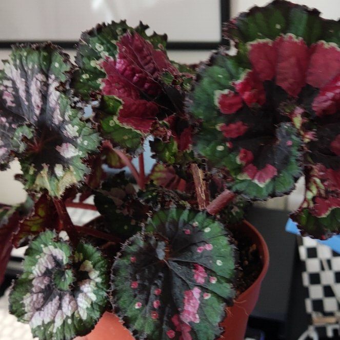 Photo of the plant species Rex Begonia Harmony's 'Hot Spot' by @SuperTigersjaw named Harmony on Greg, the plant care app