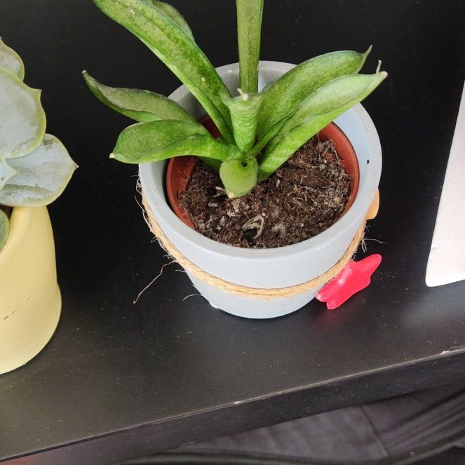 Photo of the plant species Snake Plant Sweet Celery by @SuperTigersjaw named Demi on Greg, the plant care app