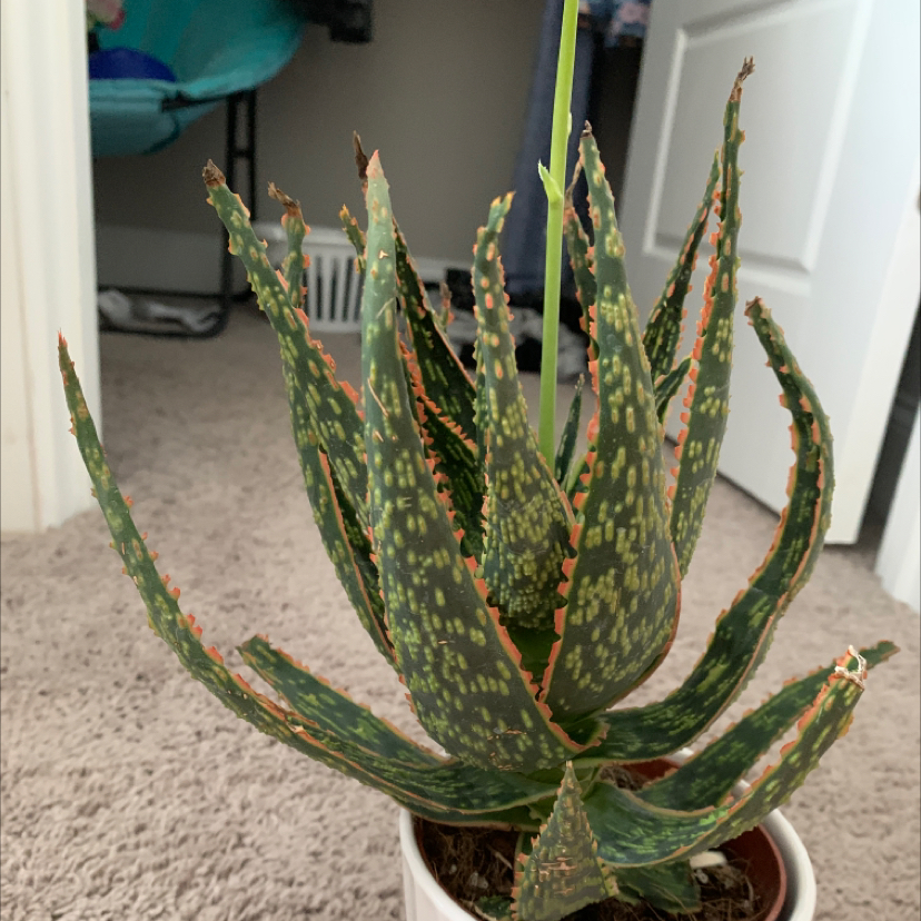 Photo of the plant species Carmine Aloe by @WizardSarcodes named Cleopatra on Greg, the plant care app