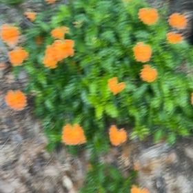 Photo of the plant species Firecracker Flower by @GladChamomile named Stella on Greg, the plant care app