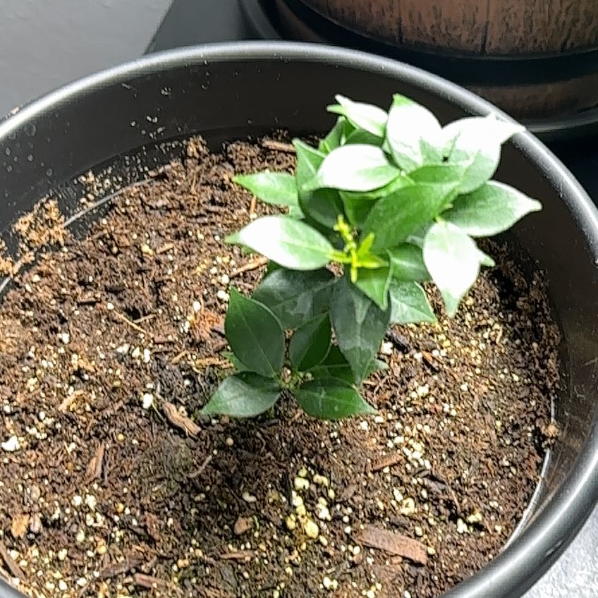 Photo of the plant species myrtle orange by @LustrousCoojong named Dolores on Greg, the plant care app