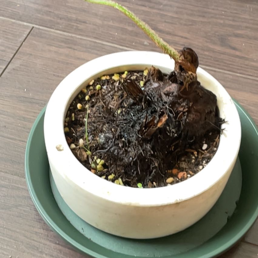 Photo of the plant species Alsophila dealbata by @ShrewdSeaspurge named Harry on Greg, the plant care app
