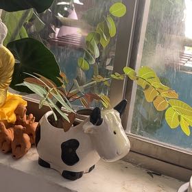Photo of the plant species Taraby plant by @ShrewdSeaspurge named Fernie Mac on Greg, the plant care app