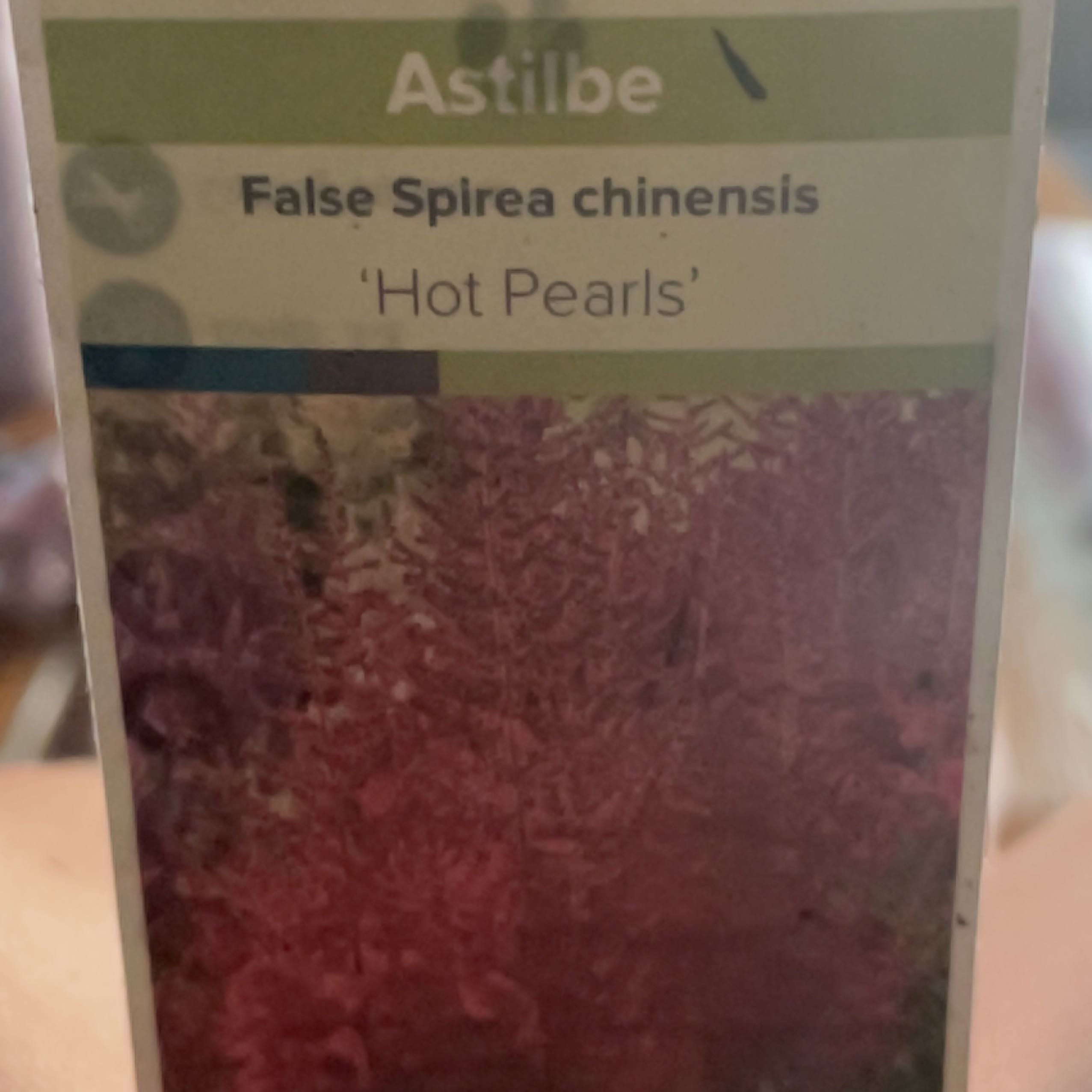 Photo of the plant species Astilbe rivularis by @DiscipleAcajou named Elina on Greg, the plant care app