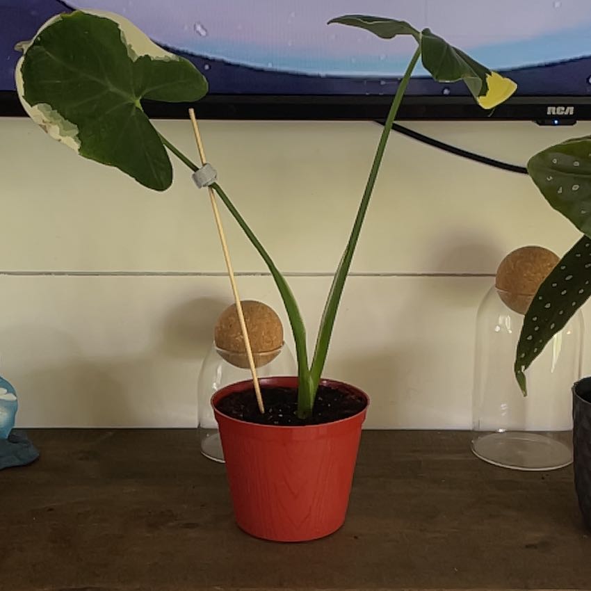 Potted Mickey Mouse Taro plant with yellowing leaf edge, supported by a stick.