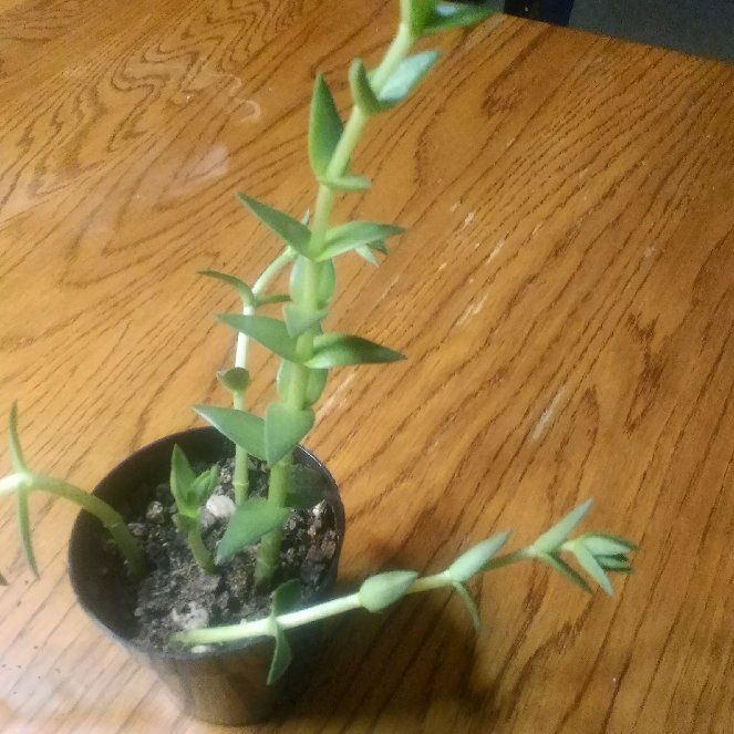 Photo of the plant species crassula shark tooth by @LovelyCaladium named Harper on Greg, the plant care app