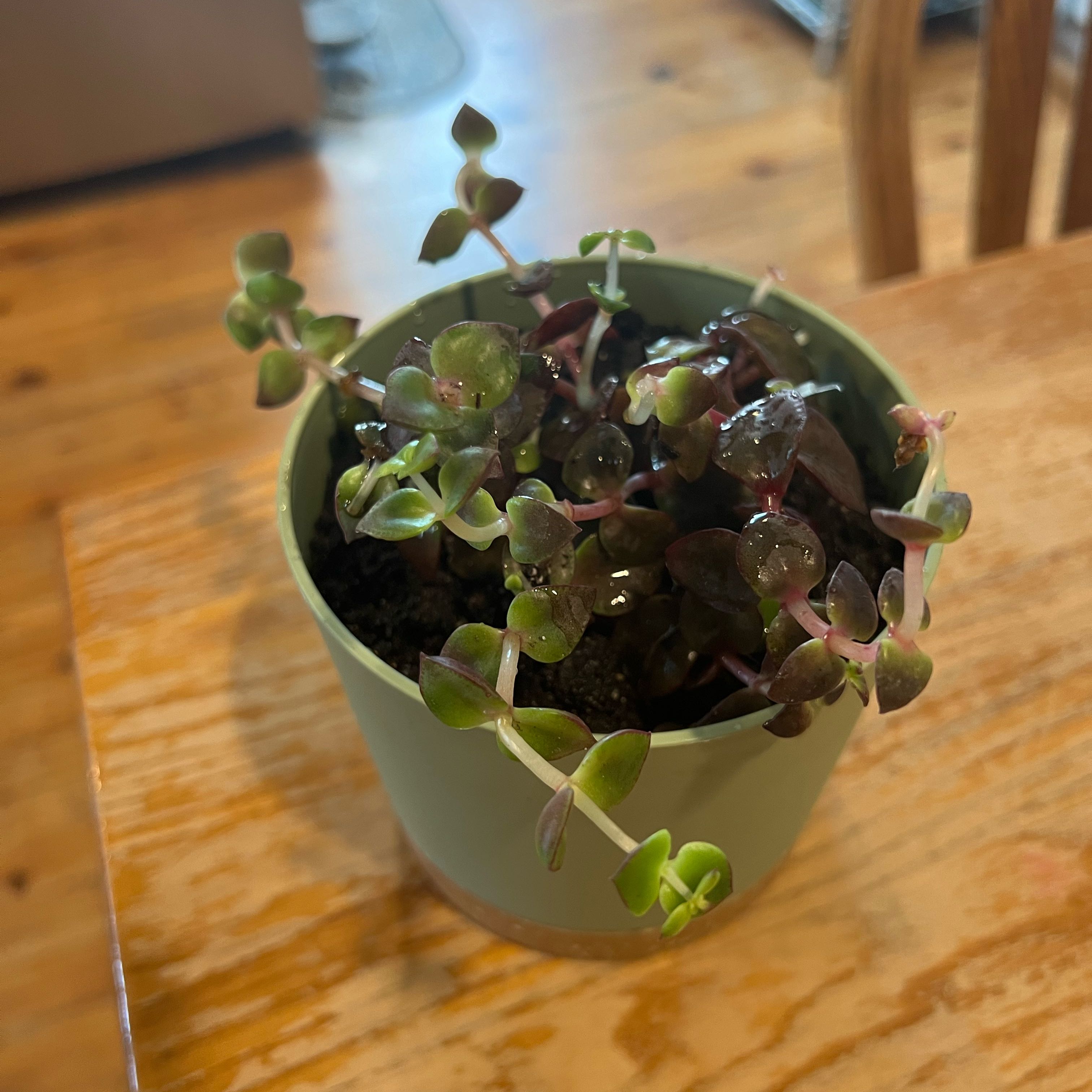 Potted Calico Kitten plant with green and purple leaves on a wooden table.