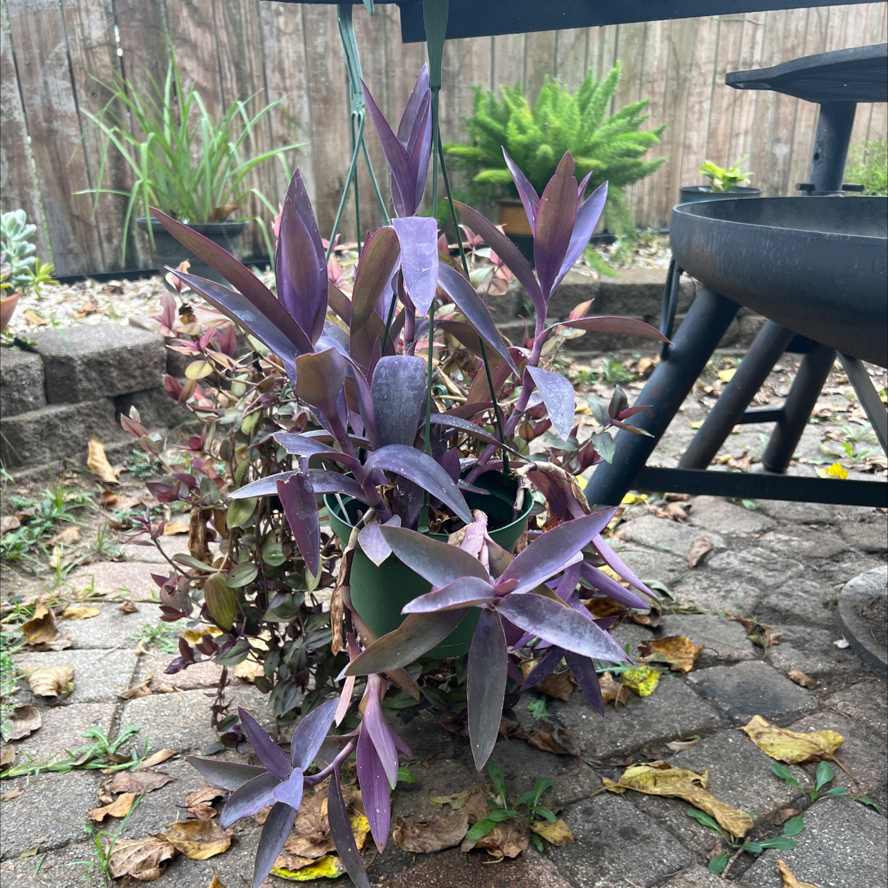 Photo of the plant species Gibasis geniculata 'Purple Plush' by @CentralCaraway named Purple Rain on Greg, the plant care app