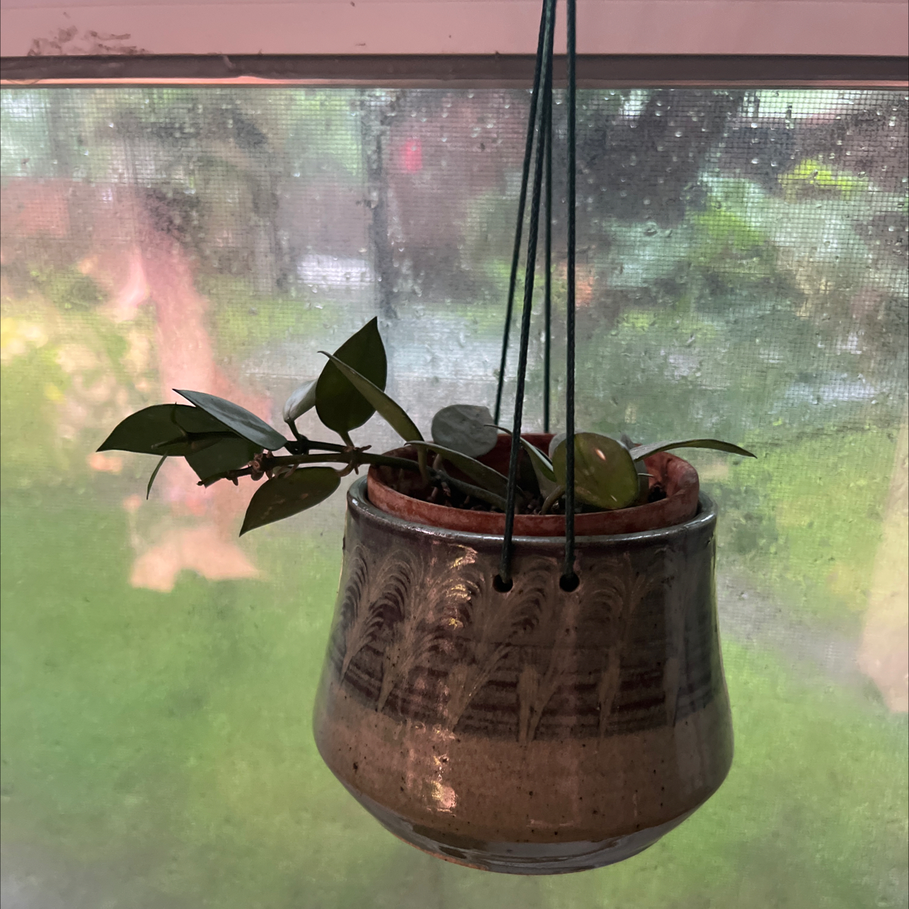 Hoya krohniana plant in a hanging pot with healthy green leaves.