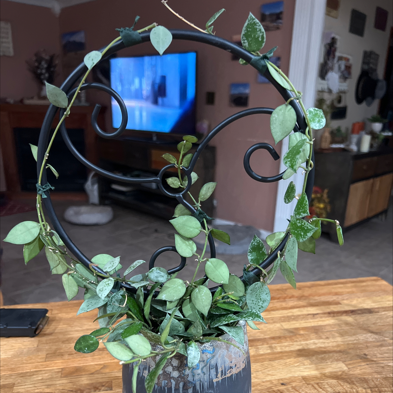 Hoya khroniana Silver Splash plant in a pot with a circular trellis, indoors.