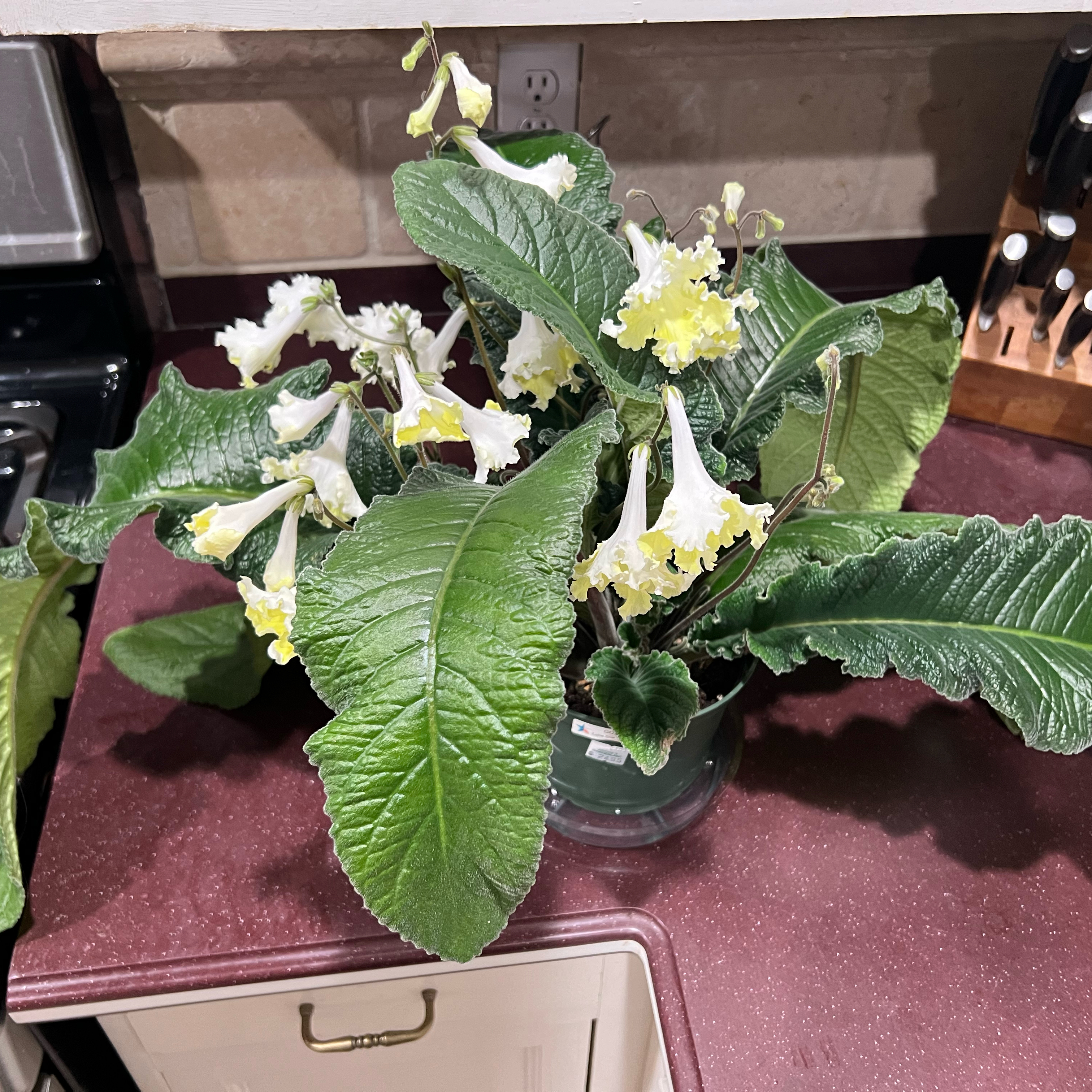Photo of the plant species Telari African Violet by @CentralCaraway named Violet on Greg, the plant care app