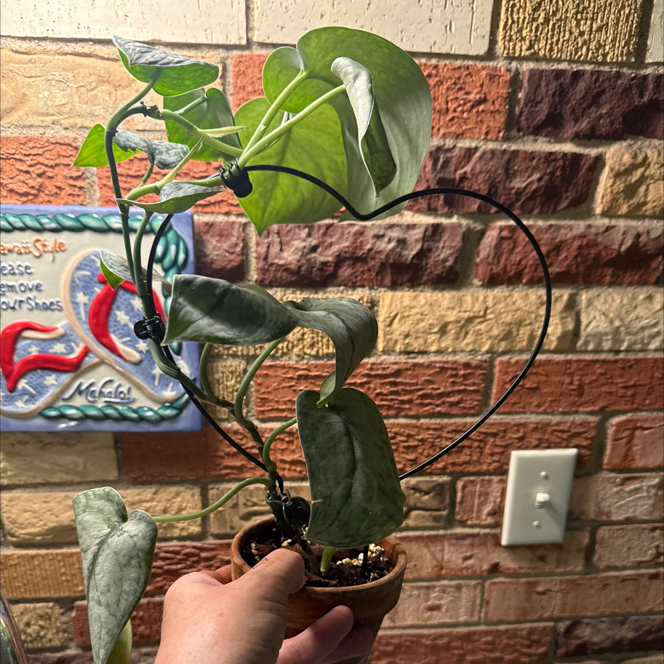 Photo of the plant species Scindapsus ‘Silver Cloud’ by @CentralCaraway named Cloud on Greg, the plant care app