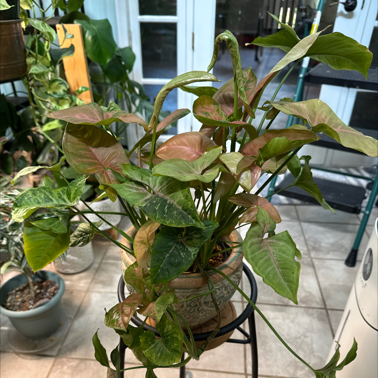 Photo of the plant species Syngonium Pink Lava by @CentralCaraway named Pinky on Greg, the plant care app