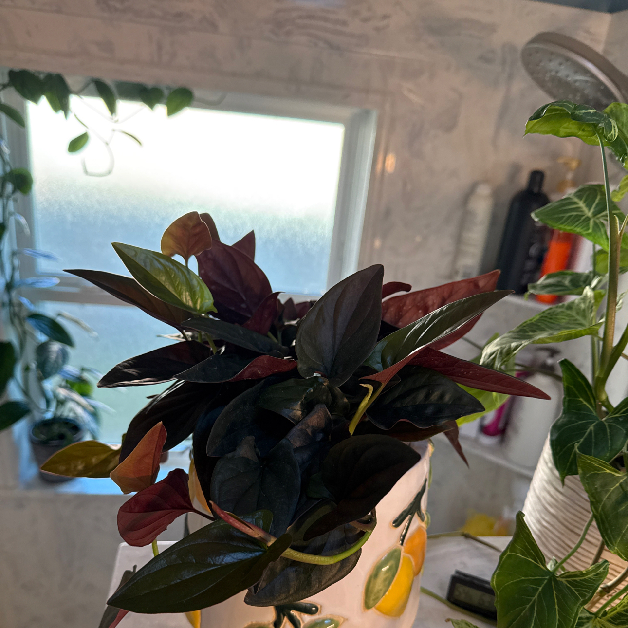 Photo of the plant species syngonium llano carti by @CentralCaraway named Llano on Greg, the plant care app