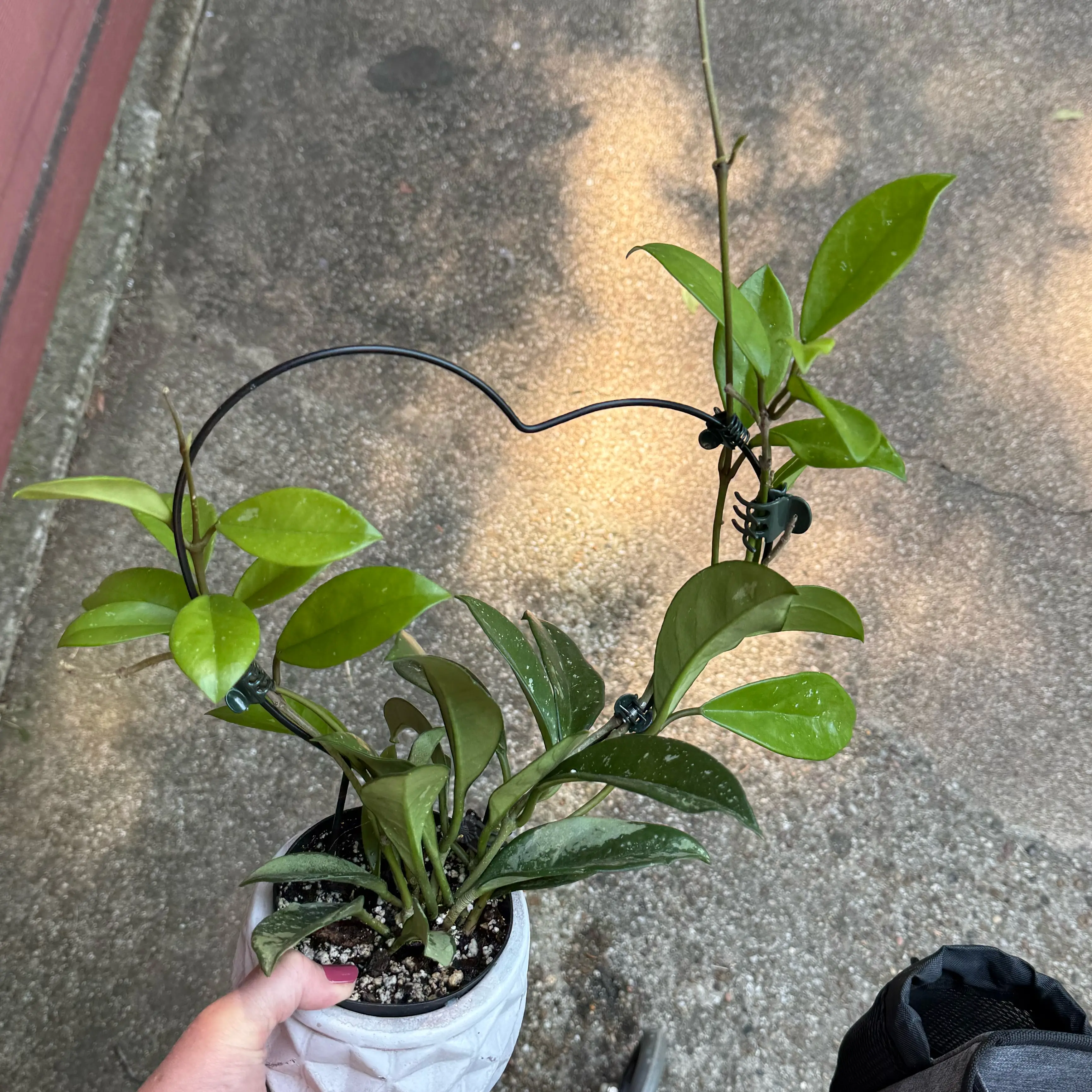 Photo of the plant species Hoya sp. AH074 ‘Silver’ by @CentralCaraway named Silver on Greg, the plant care app
