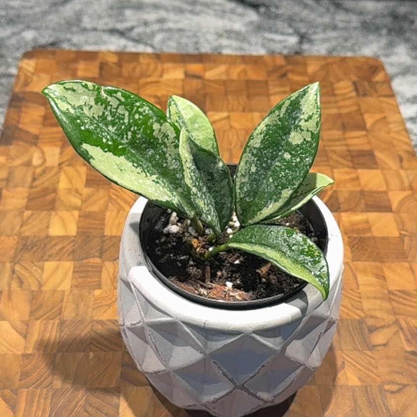 Photo of the plant species Hoya sp. AH074 ‘Silver’ by @CentralCaraway named Silver on Greg, the plant care app