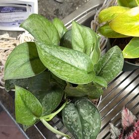 Photo of the plant species Scindapsus 'Mount Salak' by @CentralCaraway named Marilyn on Greg, the plant care app