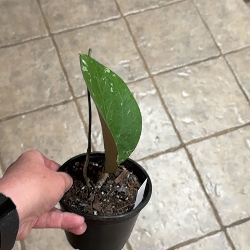 Photo of the plant species Hoya Latifolia by @CentralCaraway named Dinner plate on Greg, the plant care app