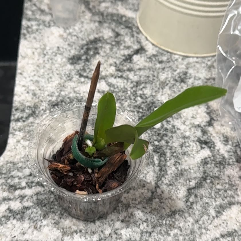 Photo of the plant species Cattleya Orchid by @CentralCaraway named Cat on Greg, the plant care app