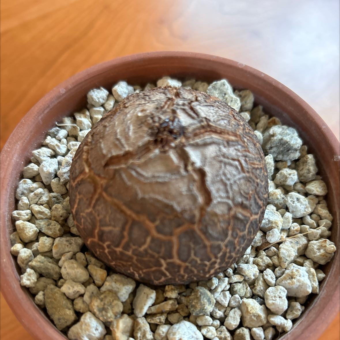 Hottentot Bread plant in a small pot with gravel-like soil.