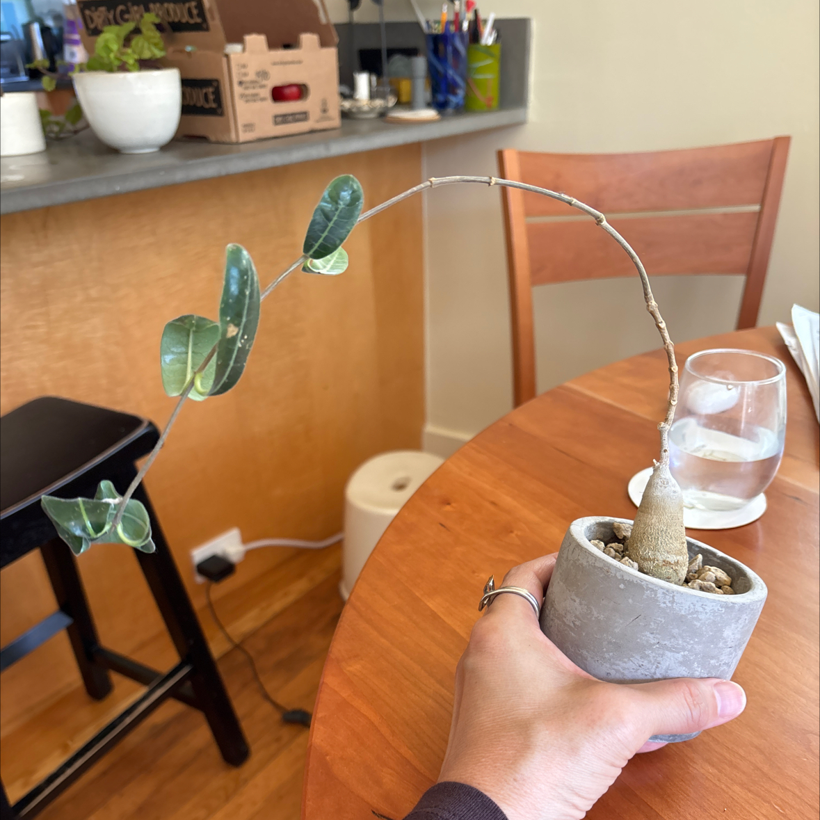 Photo of the plant species Raphionacme flanaganii by @SupremePeanut named Raphionacme flanaganii on Greg, the plant care app