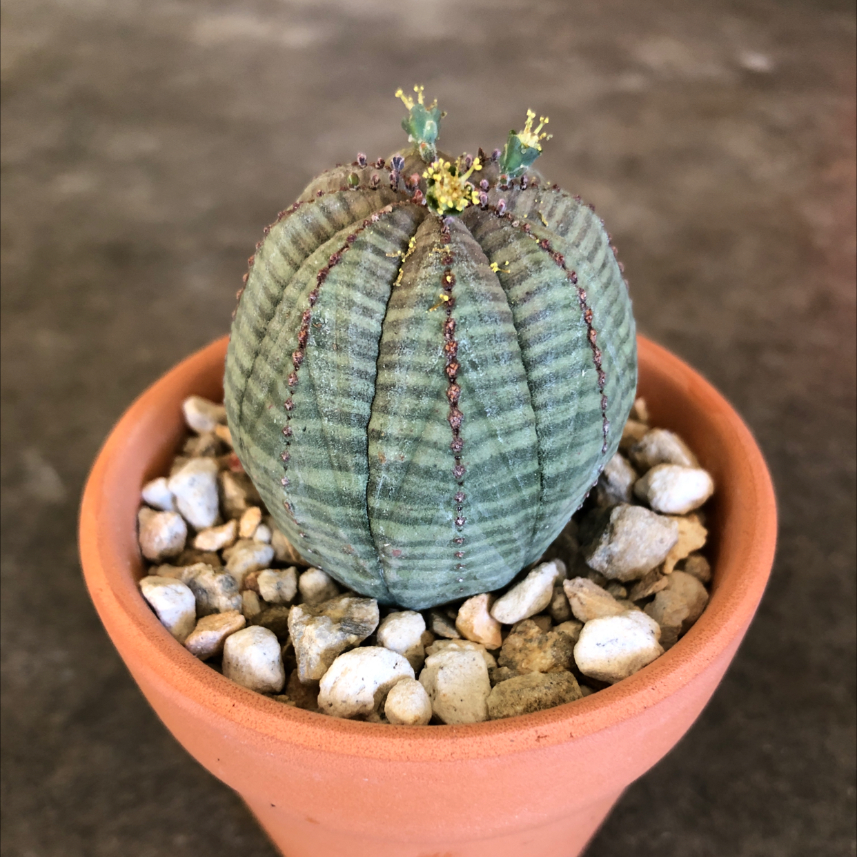 Baseball Plant (Euphorbia obesa) in a terracotta pot with rocky soil, appears healthy and flowering.