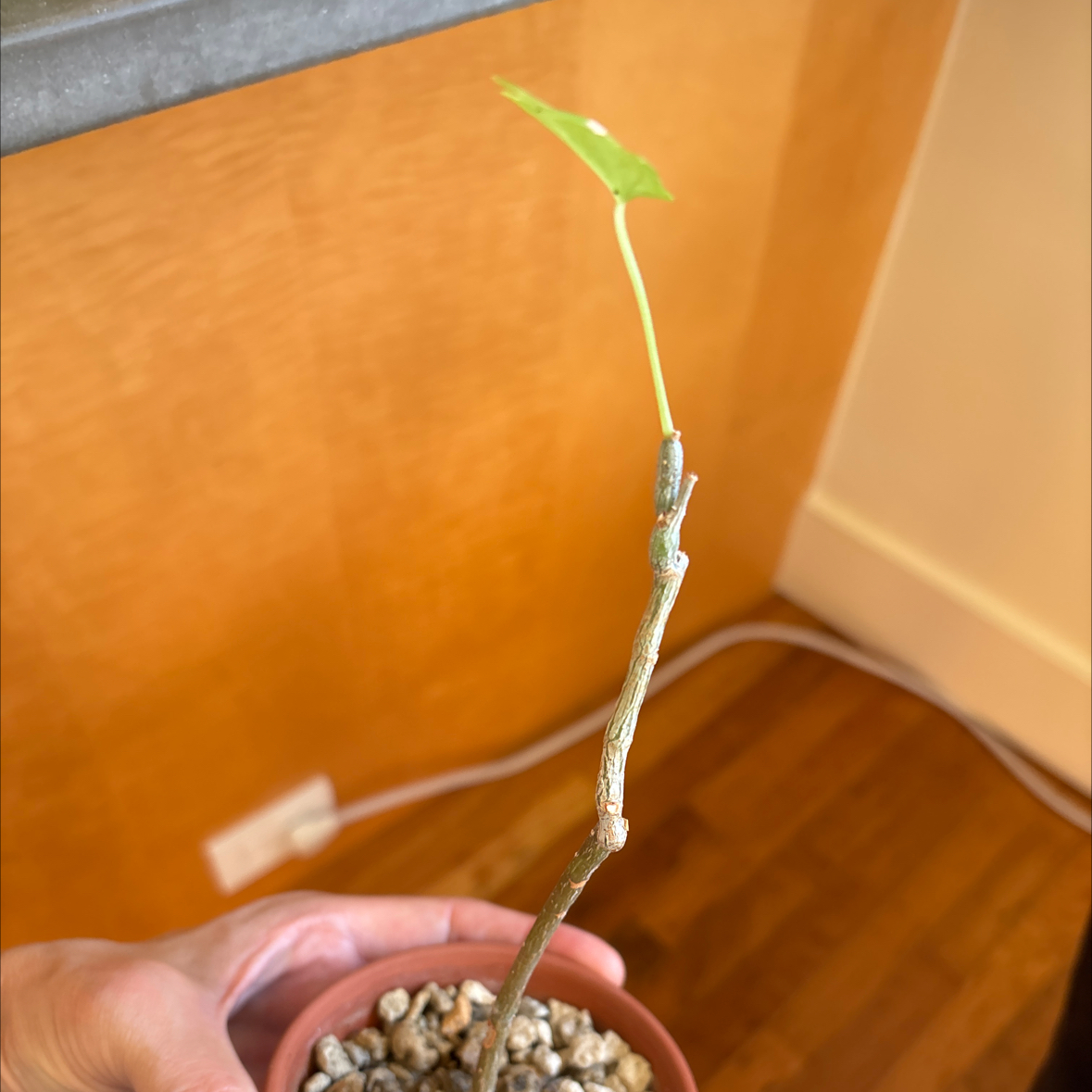 Photo of the plant species Tuberous Grape by @SupremePeanut named Cissus tuberosa on Greg, the plant care app