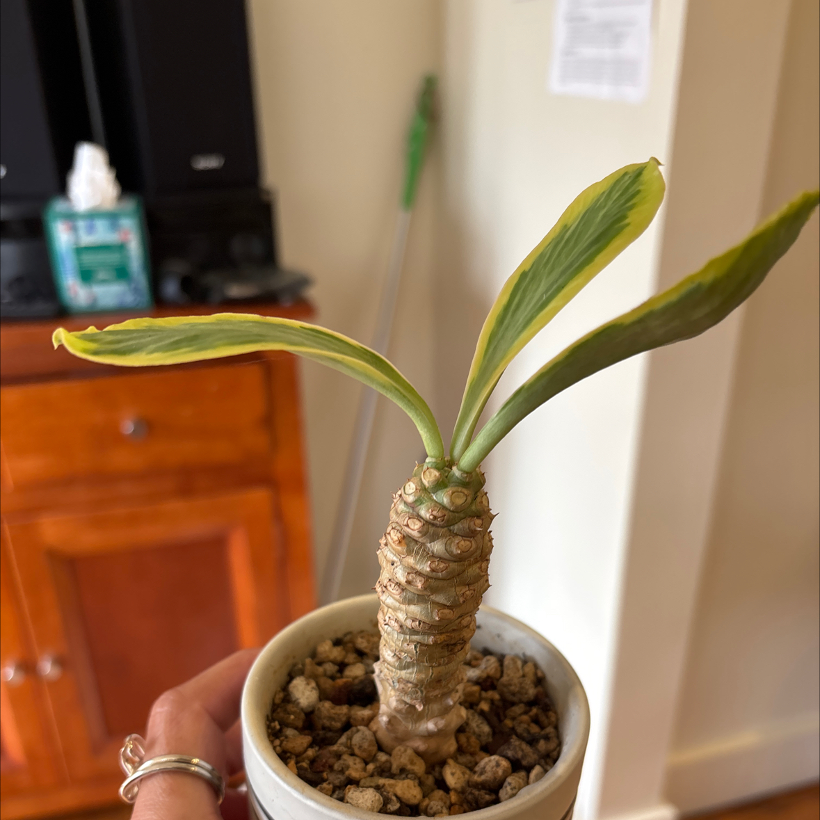 Photo of the plant species Euphorbia poissonii by @SupremePeanut named Euphorbia poissonii on Greg, the plant care app