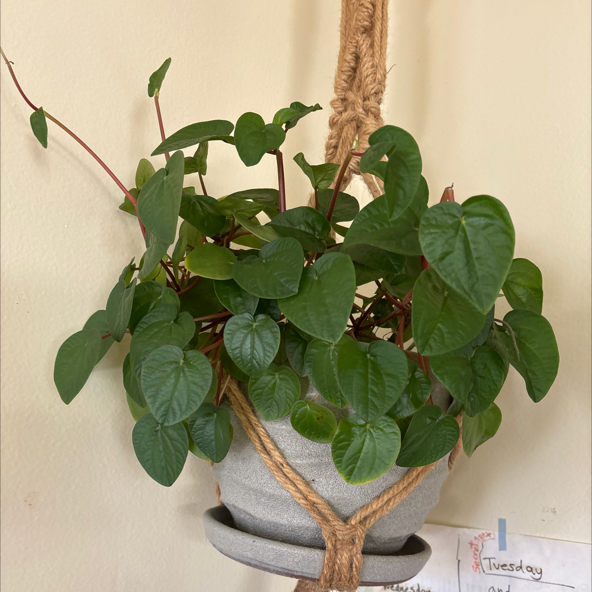 Photo of the plant species Peperomia by @SupremePeanut named Pepperomia on Greg, the plant care app