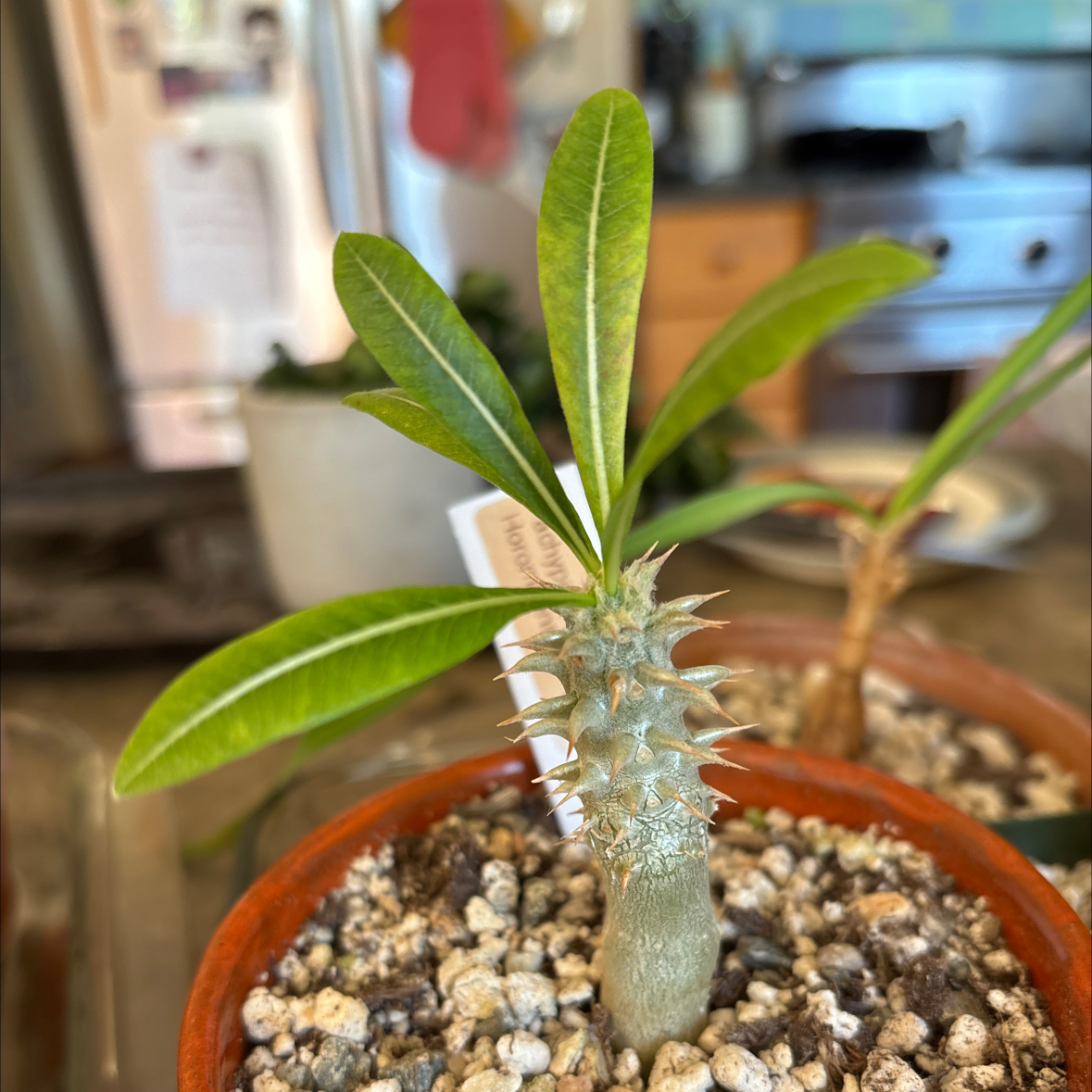 Photo of the plant species Horombe Clubfoot by @SupremePeanut named Pachypodium Hormbe on Greg, the plant care app