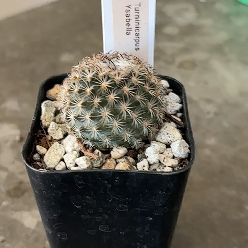 Photo of the plant species Ysabella by @SupremePeanut named Turninicarpus Ysabella on Greg, the plant care app