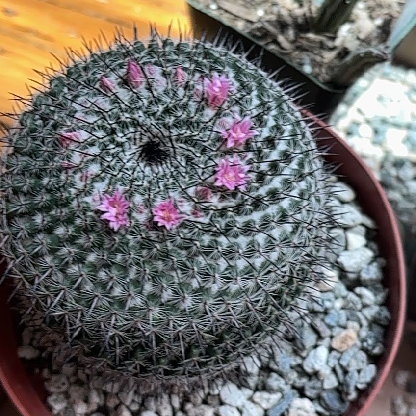 Plant care for feather cactus on Greg, the plant care app