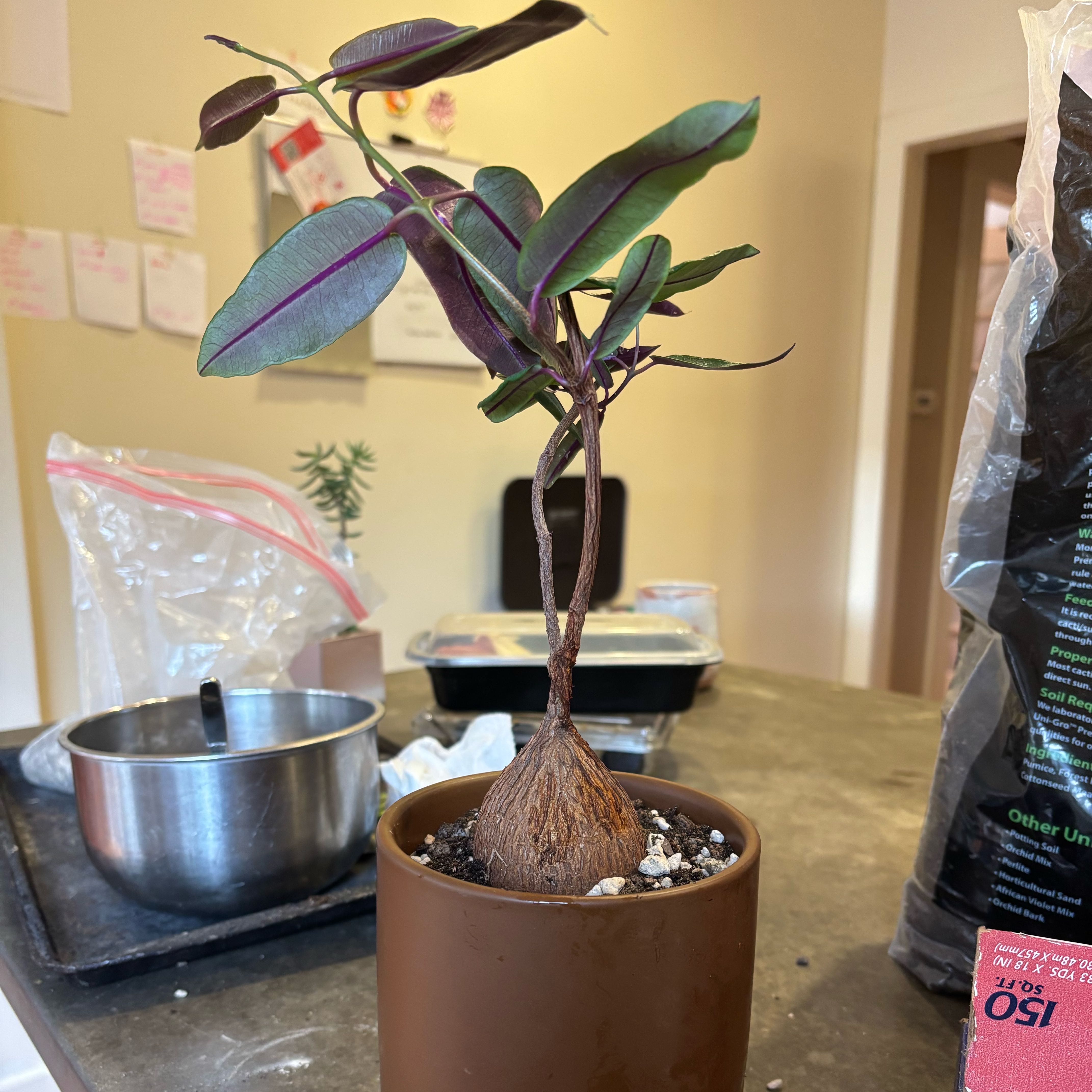Photo of the plant species Propeller Vine by @SupremePeanut named Petopentia nataliensis on Greg, the plant care app