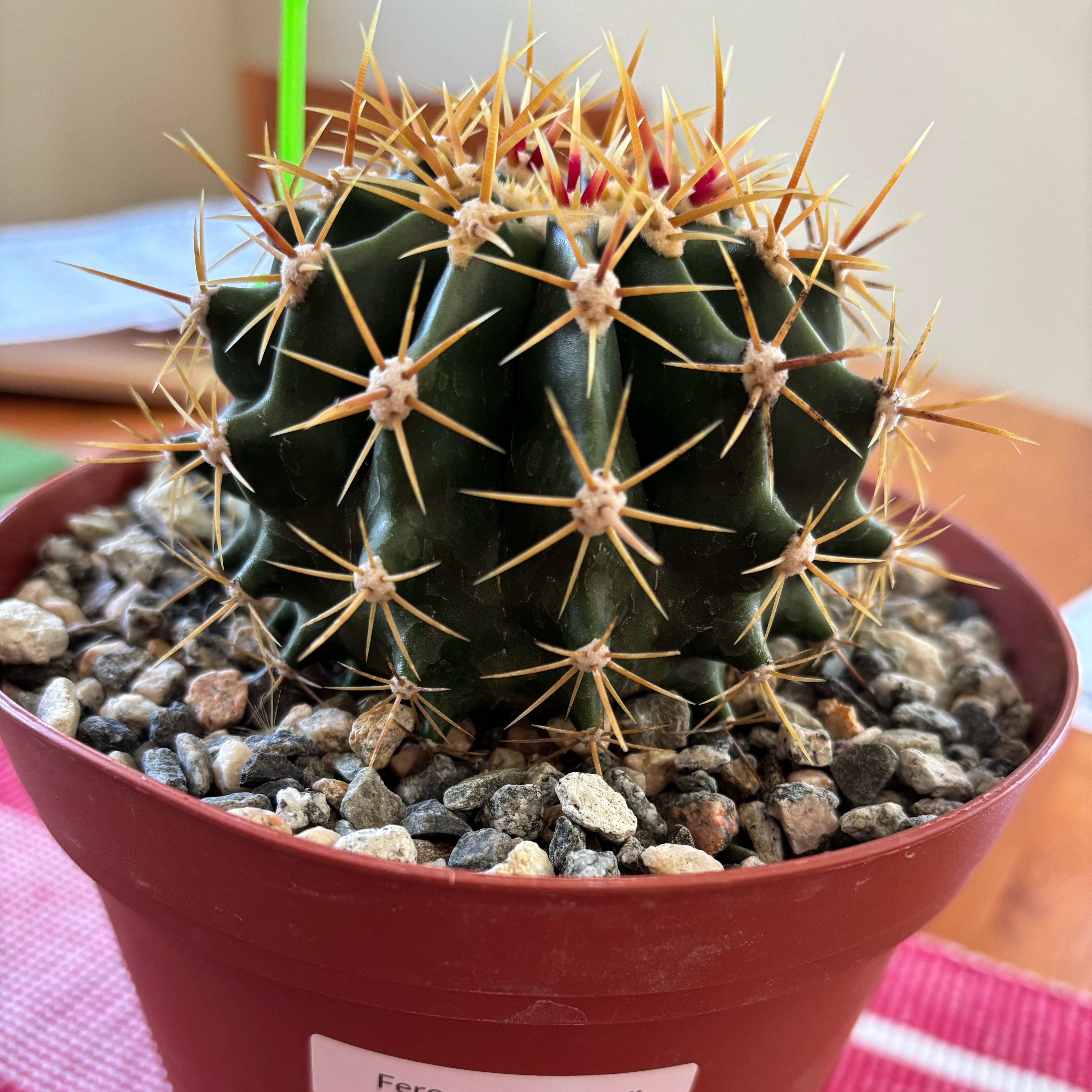 Photo of the plant species Schwarz's Barrel Cactus by @SupremePeanut named Ferocactus Pottssi on Greg, the plant care app