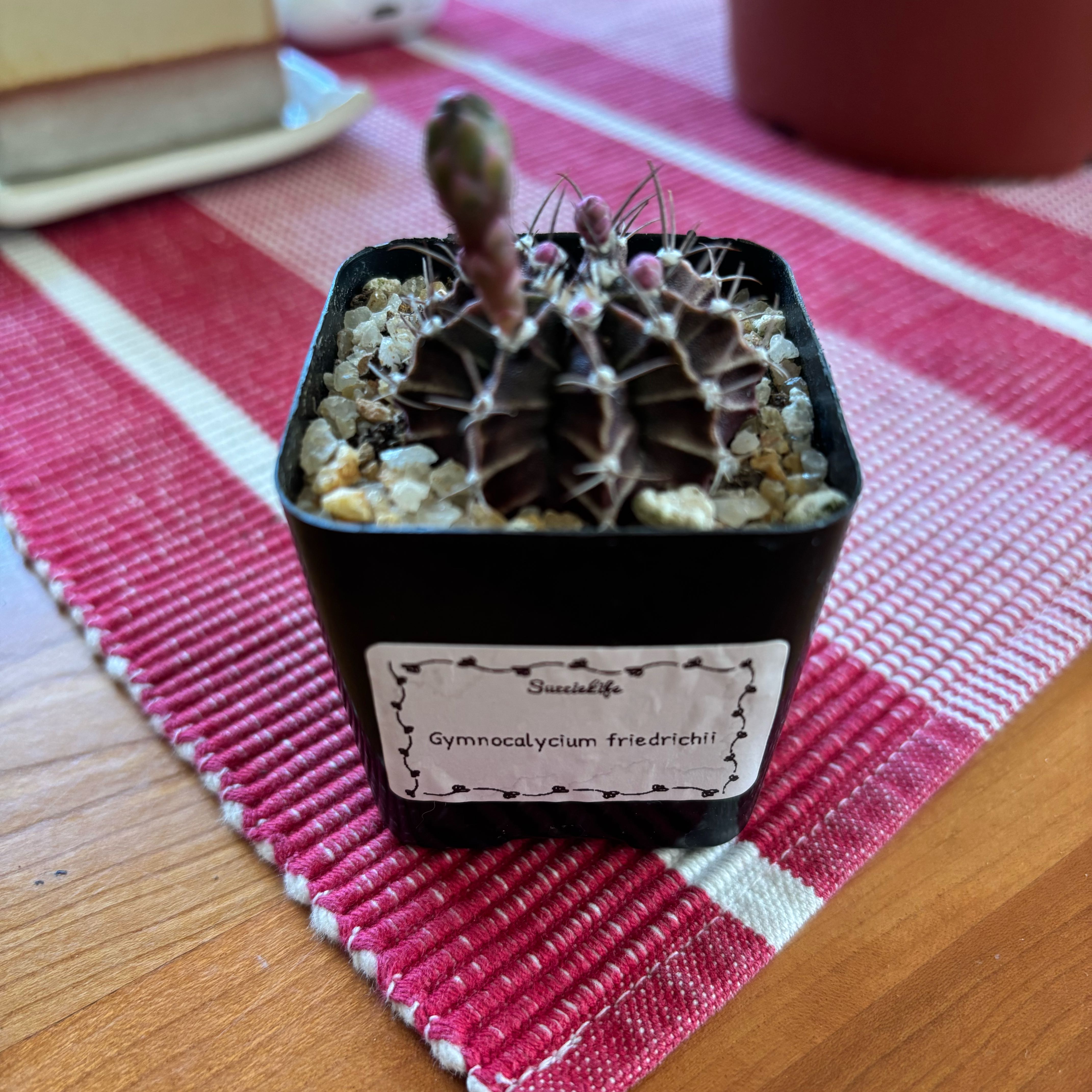 Photo of the plant species Gymnocalycium by @SupremePeanut named Gymnocalycium friedrichii on Greg, the plant care app