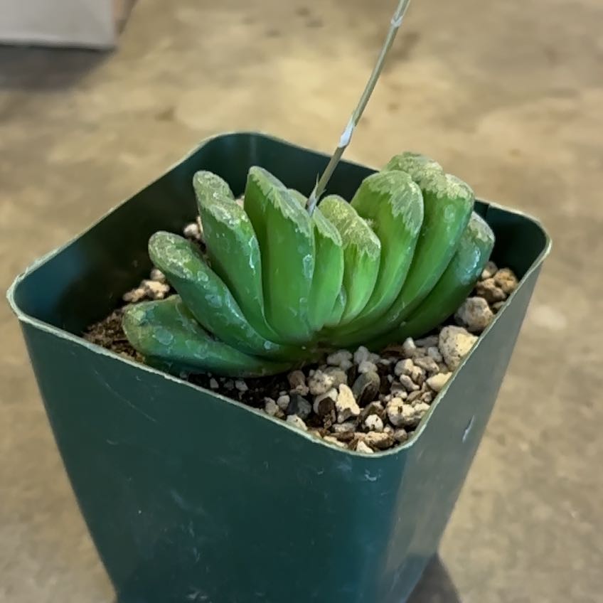 Photo of the plant species Horse's Teeth by @SupremePeanut named Haworthia truncata TV on Greg, the plant care app