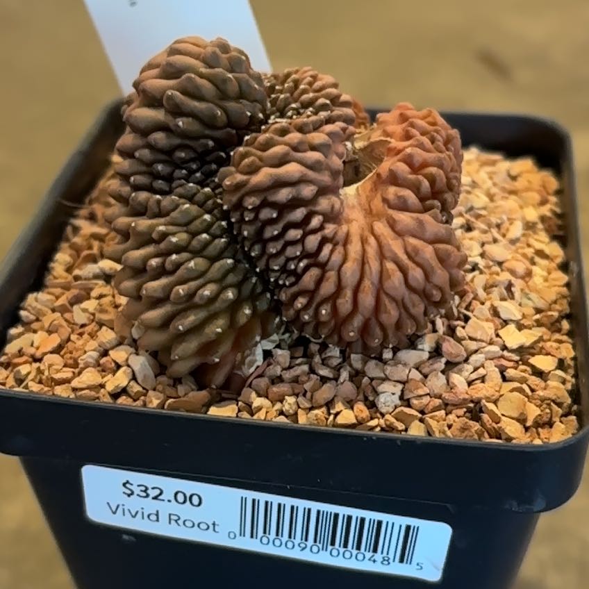Photo of the plant species Gymno Mihanovichii by @SupremePeanut named Gymnocalycium mihanovichii inertia crested on Greg, the plant care app
