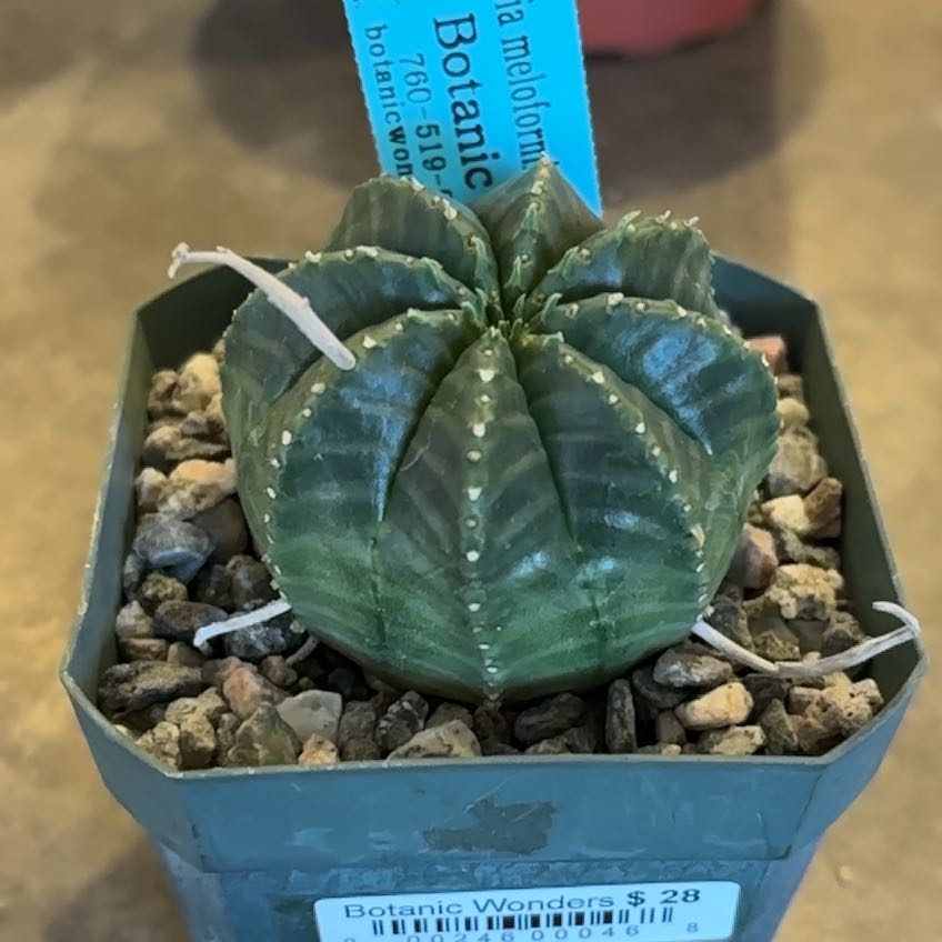 Photo of the plant species Melon Spurge by @SupremePeanut named Euphorbia meloformis on Greg, the plant care app