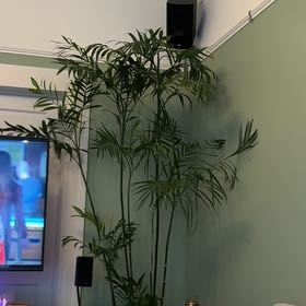 Photo of the plant species Bamboo Palm by @SupremePeanut named Bamboo Palm on Greg, the plant care app