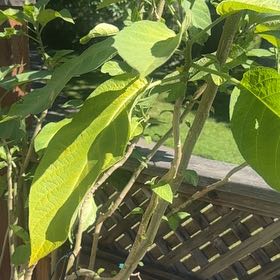 Photo of the plant species Brazil's White Angel Trumpet by @HappyWormseed named Baesil on Greg, the plant care app