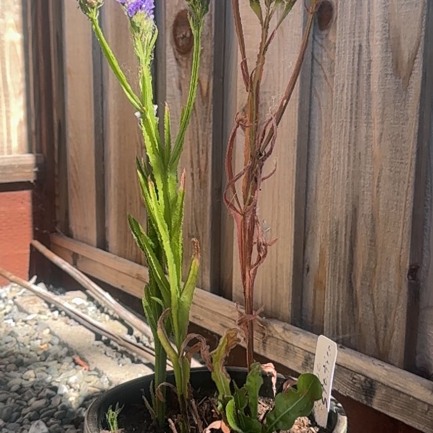 Photo of the plant species Wavyleaf Sea Lavender by @HappyWormseed named Terra on Greg, the plant care app