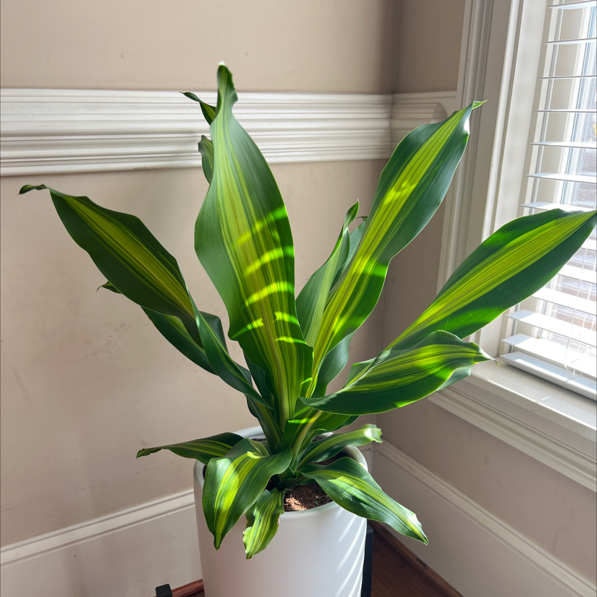 Dracaena 'Golden Heart' plant in a white pot near a window with vibrant green leaves and yellow stripes.