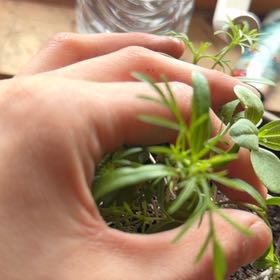 Photo of the plant species Chisme by @RulerSilvergum named Aria on Greg, the plant care app