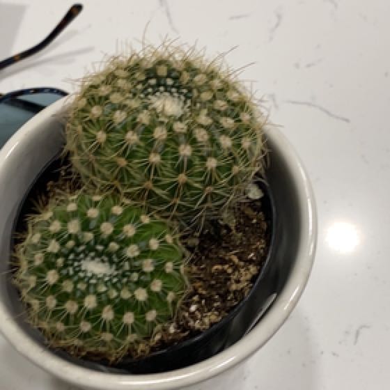 Photo of the plant species Notocactus elegans by @SleekWaxivy named Ike on Greg, the plant care app