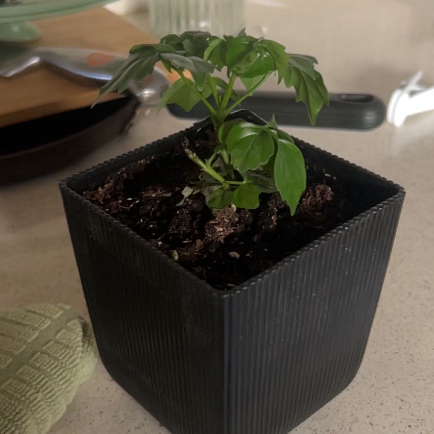 Photo of the plant species Ficus by @FabWhitespruce named Scarlett on Greg, the plant care app