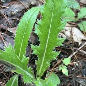 Photo of the plant species Canada Thistle by @UltraDodder named Keanu Leaves on Greg, the plant care app
