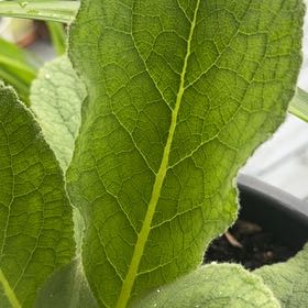 Photo of the plant species Mullein by @UltraDodder named McKinley on Greg, the plant care app