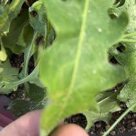 Photo of the plant species Cat's Ear by @UltraDodder named Sir Plancelot on Greg, the plant care app